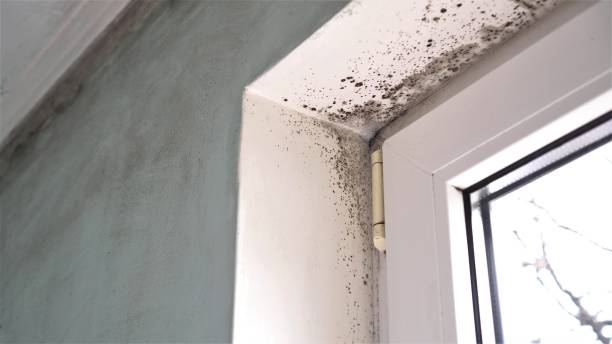 Best Mold Testing  in Fall City, WA