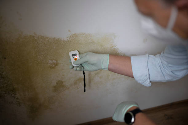Best Mold Damage Repair  in Fall City, WA