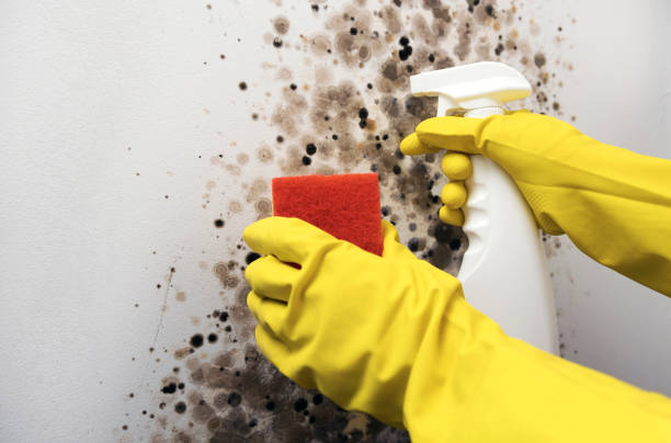 Best Home Mold Removal  in Fall City, WA