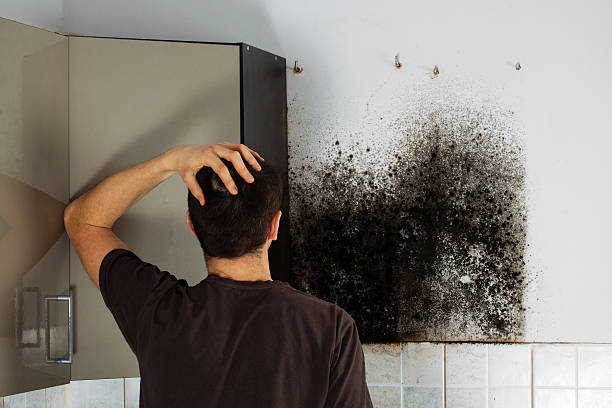 Professional Mold Removal in Fall City, WA