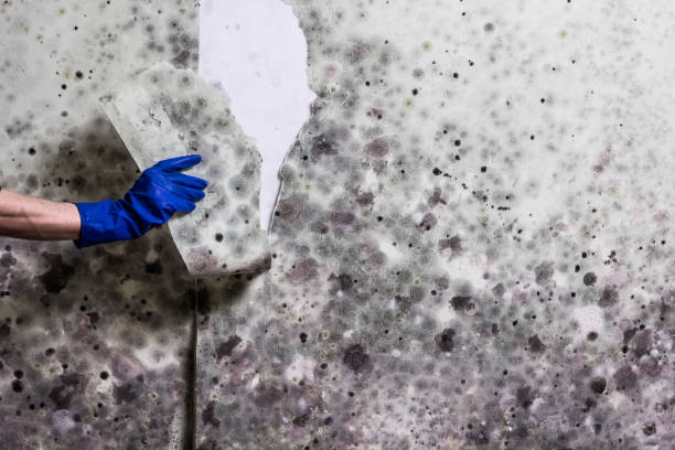 Best Toxic Mold Removal  in Fall City, WA